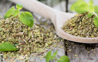 Oregano (Origanum vulgarum) 2. diel Oregano (Origanum vulgarum) 2. diel